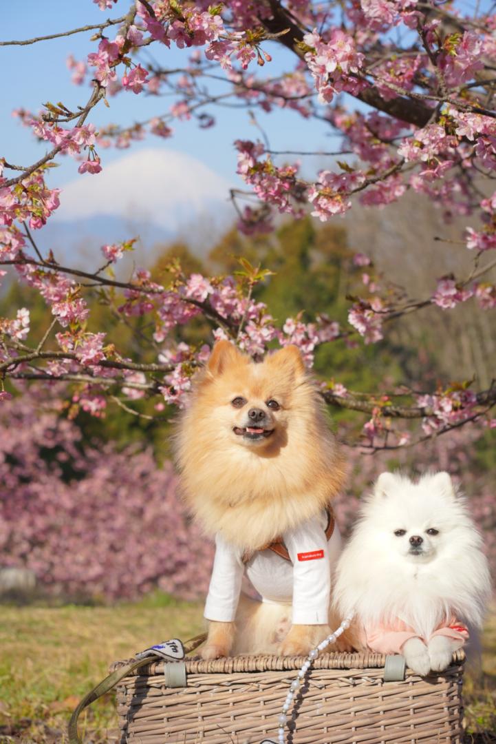 河津桜と富士山