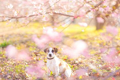 花と僕