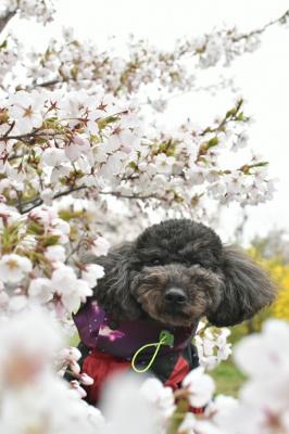 桜の木の下で♪