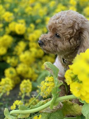 菜の花畑の中で