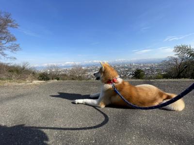 立山連峰と秋田犬