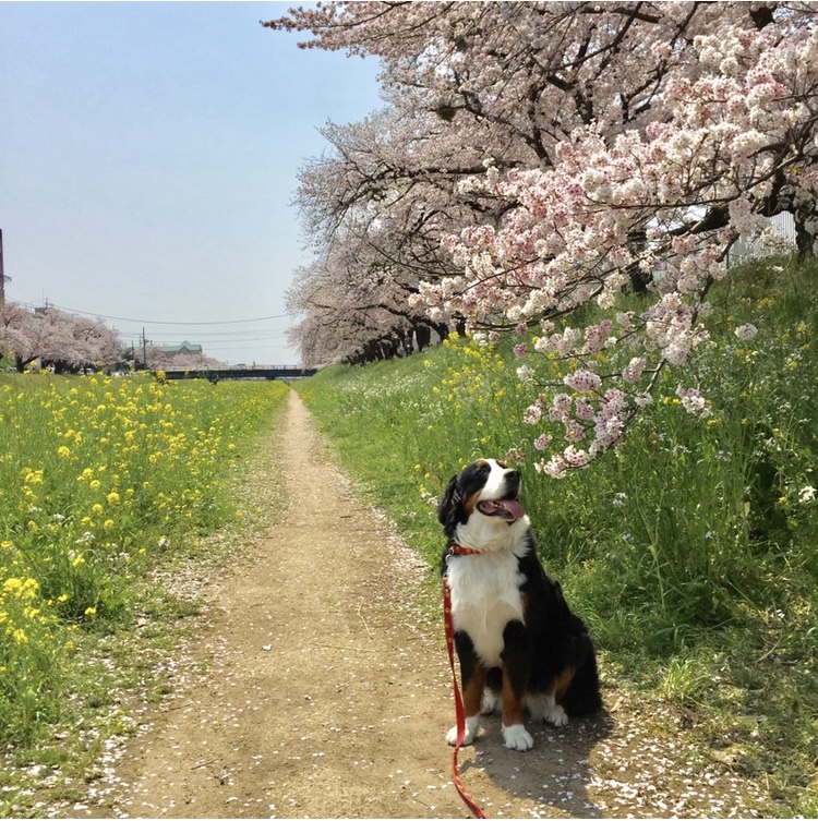 桜並木