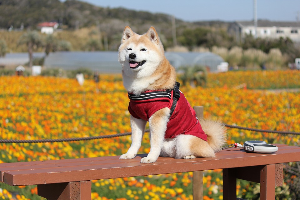 ポピーと柴犬