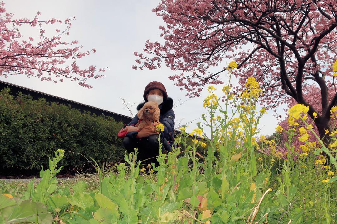 桜の花の下で