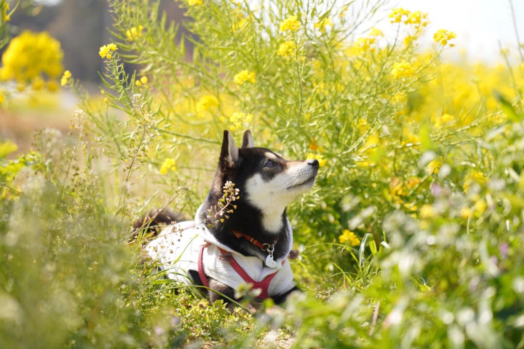 菜の花畑で見つけて