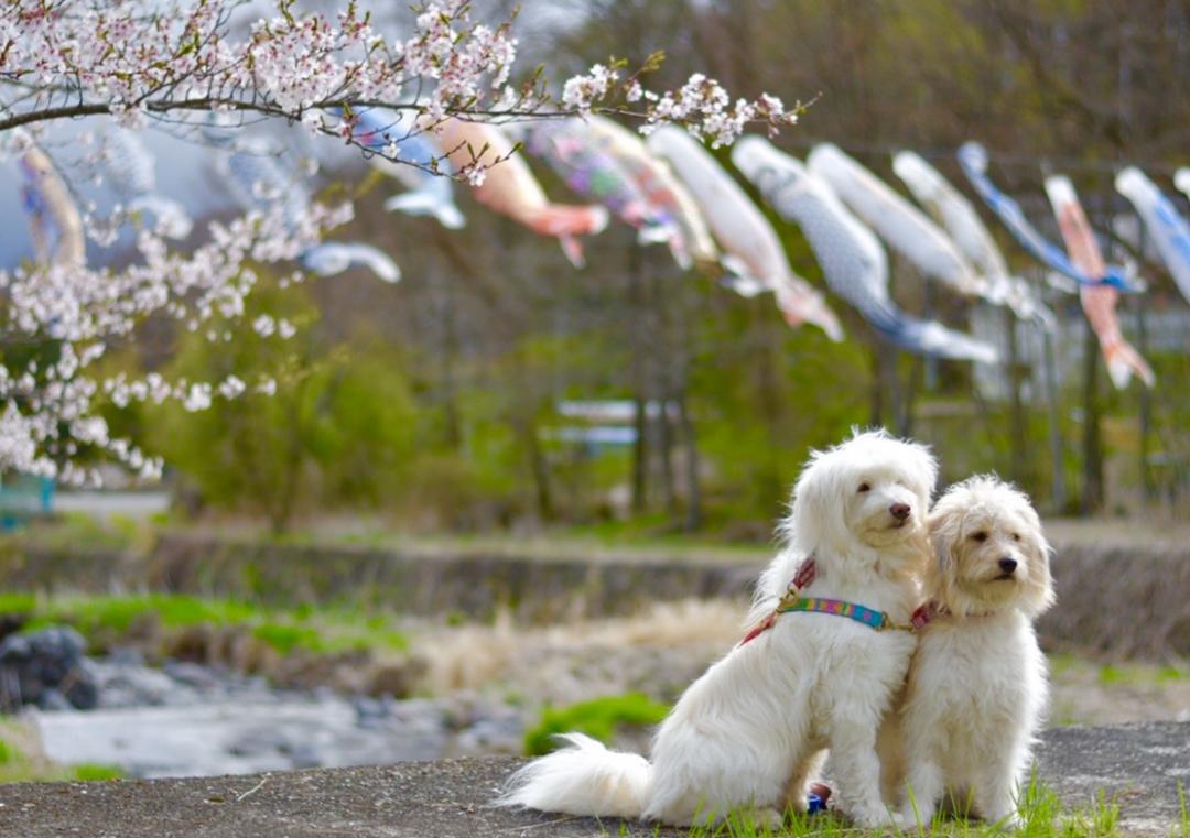 桜と鯉のぼりとモフモフ兄弟