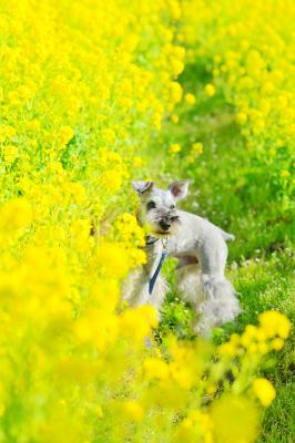 菜の花に包まれて