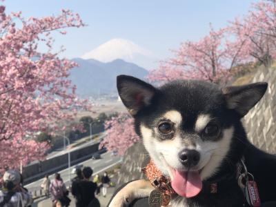 富士山と桜のコラボ