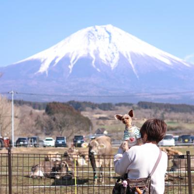 春まじか