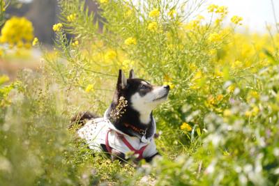 菜の花畑で見つけて