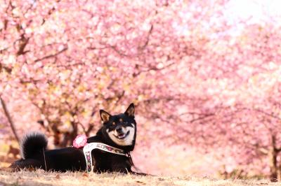 柴犬と桜