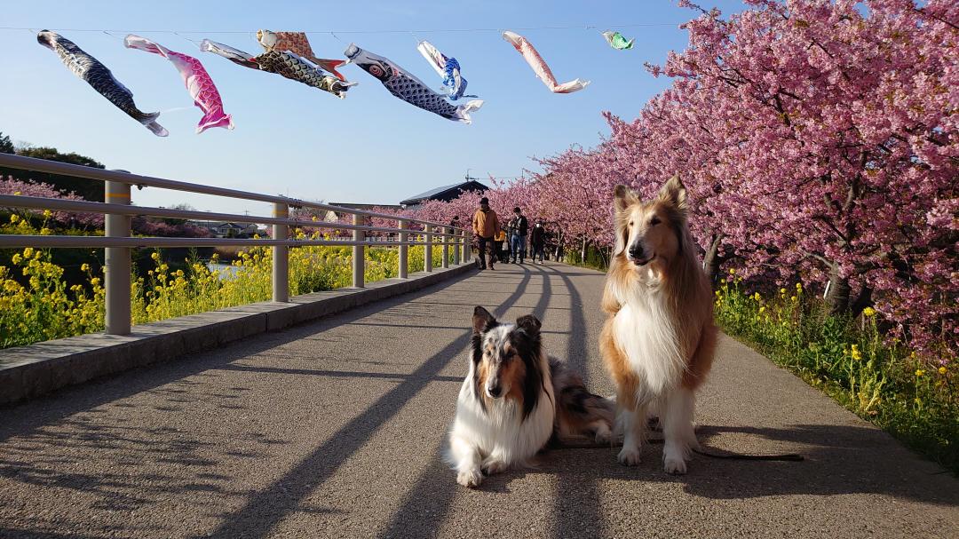 菜の花と桜とラフコリー