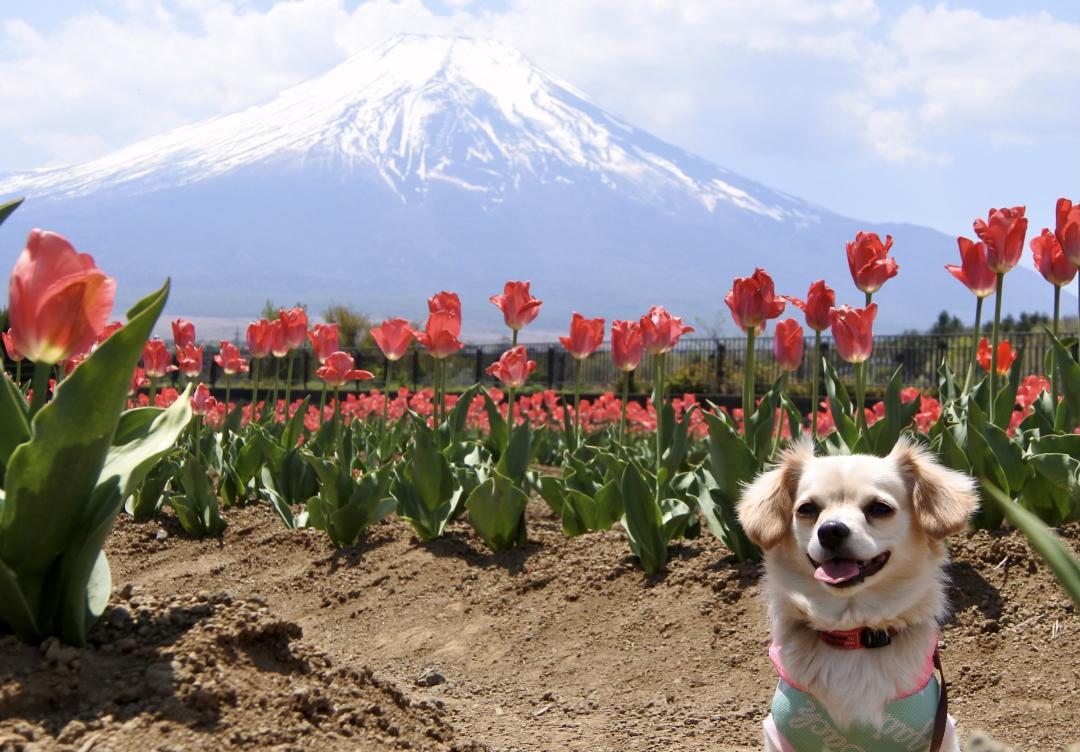 ふじさんとチューリップ