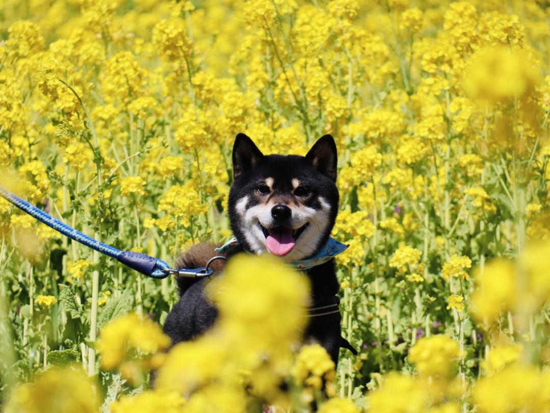 菜の花畑