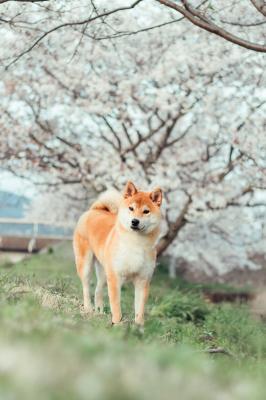 花より団子