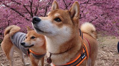 河津桜と柴兄妹