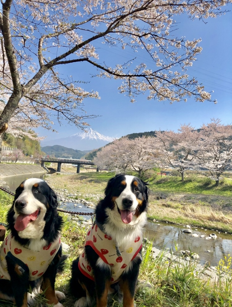 富士山と桜