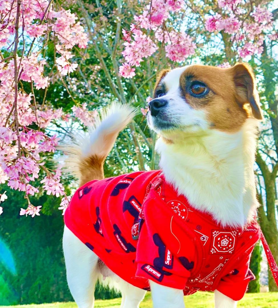 桜が綺麗な公園で。