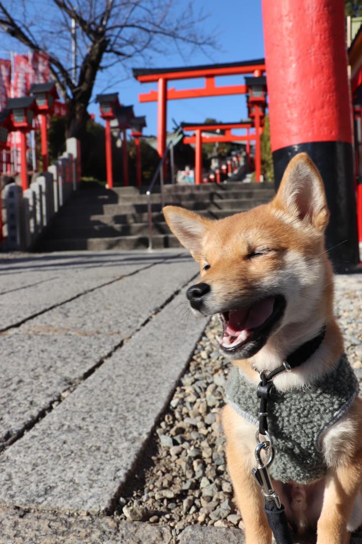 春だからこそ神社