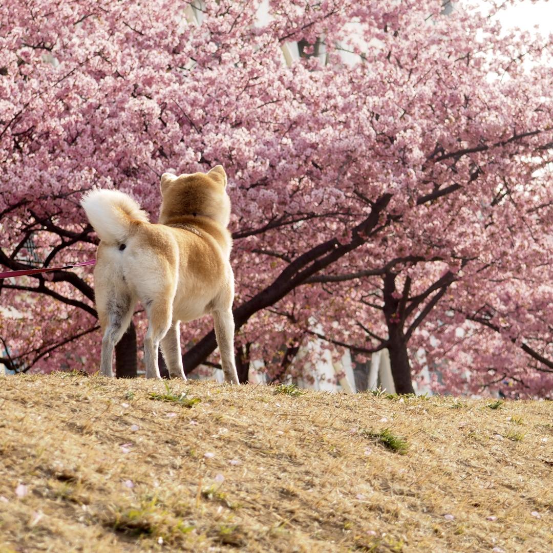 お花見