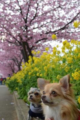 菜の花と河津桜