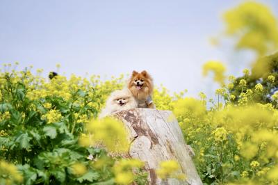 菜の花に囲まれて