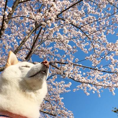 花の香りに誘われて