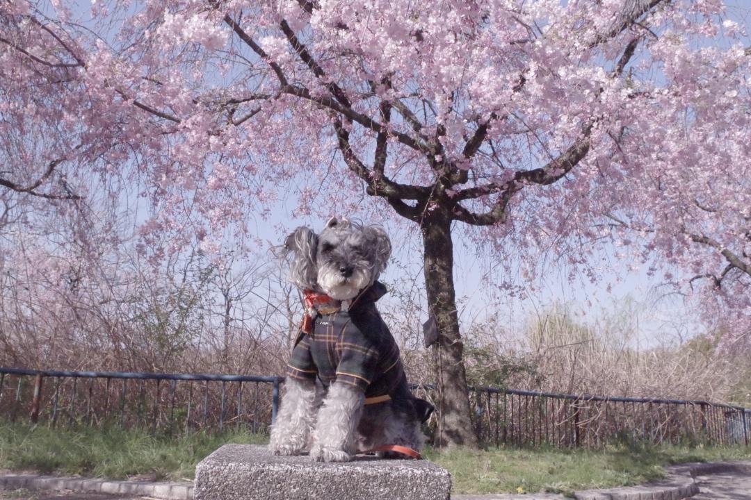 朝靄の桜