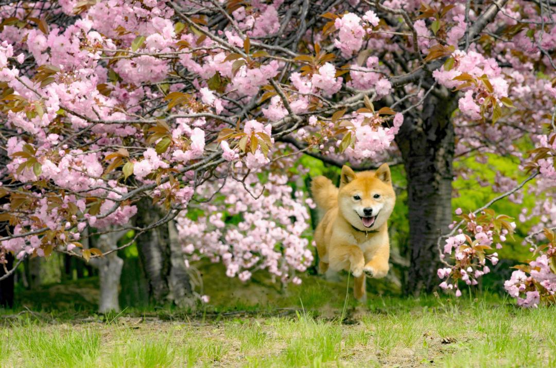 花より散歩