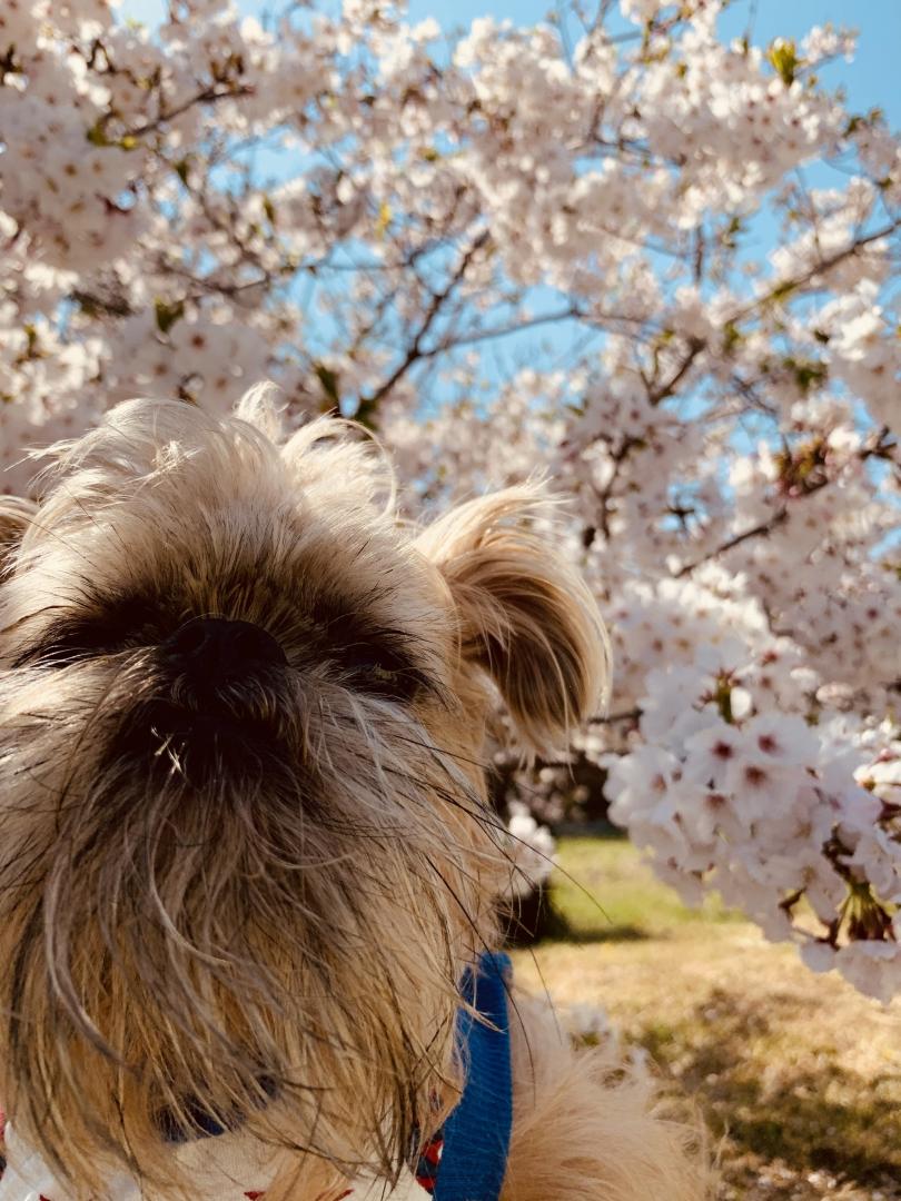 桜とチューさん