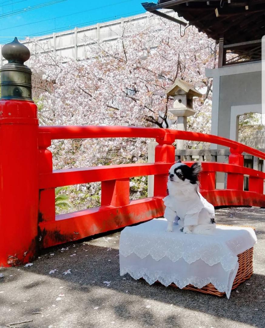 入学おめでとう