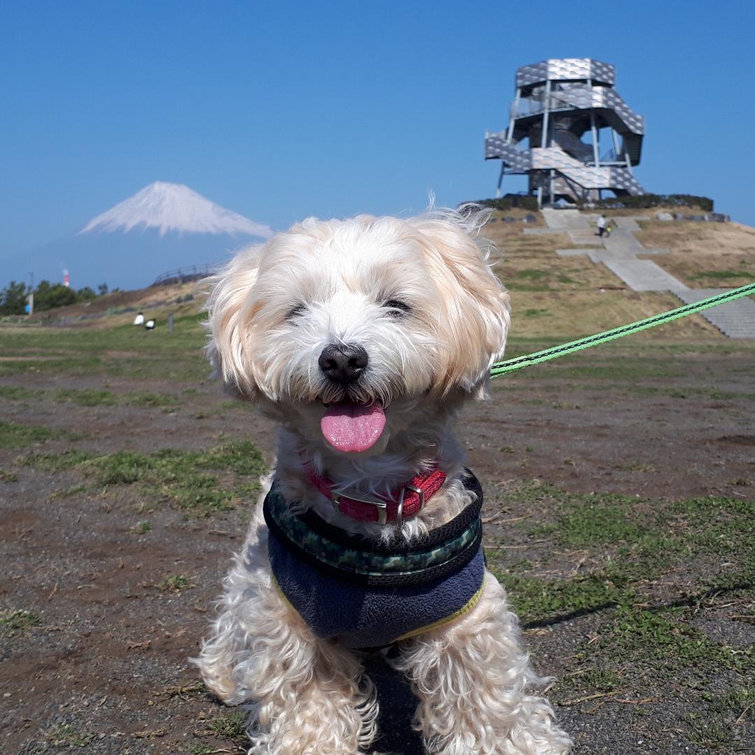 ドラゴンタワーと富士山