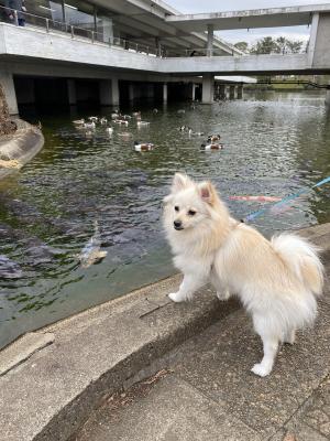 鯉と鴨と、鳩もくるよ