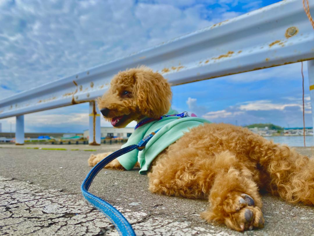 夏が楽しみ