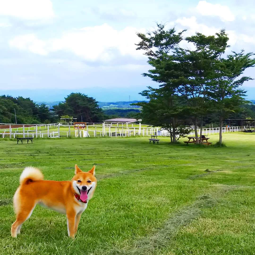 那須高原のドッグラン