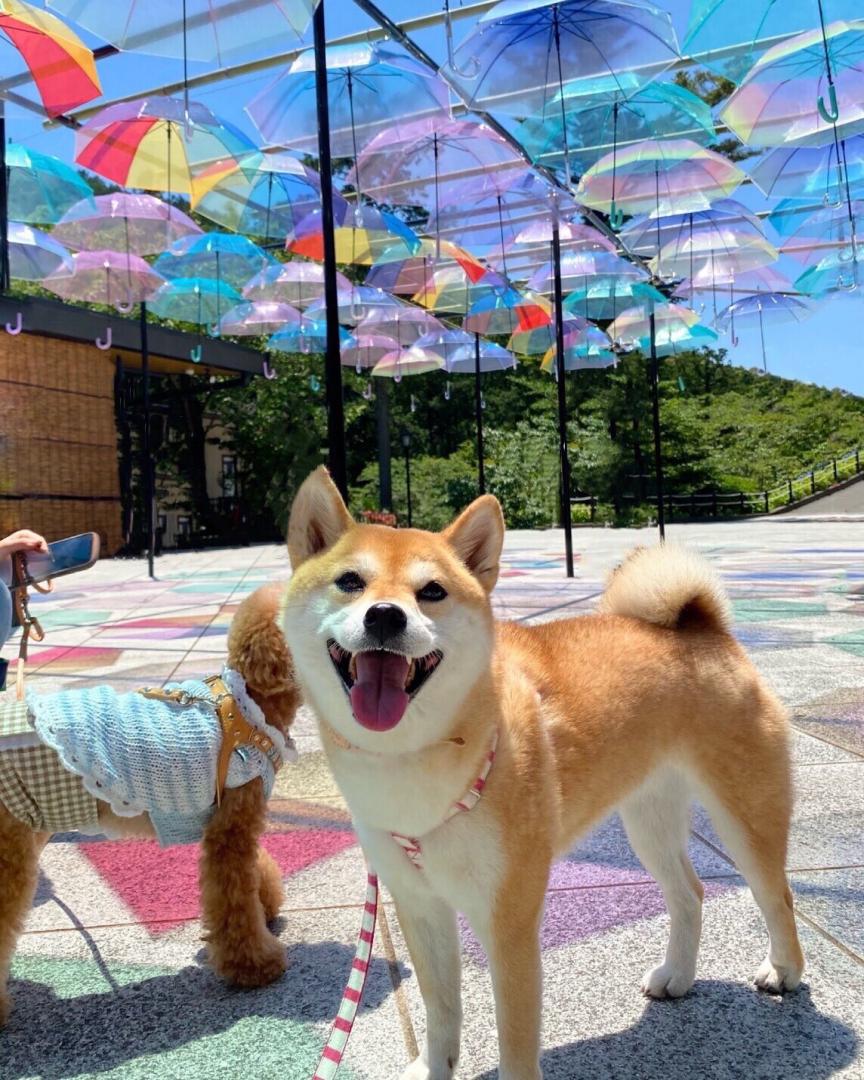 夏空の下、琴ちゃんとアンブレラスカイ