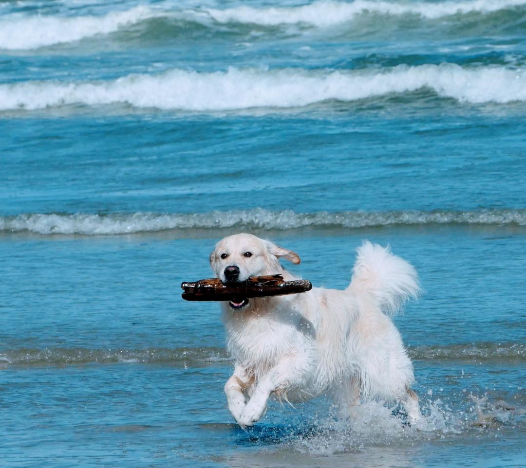 海で遊ぼ