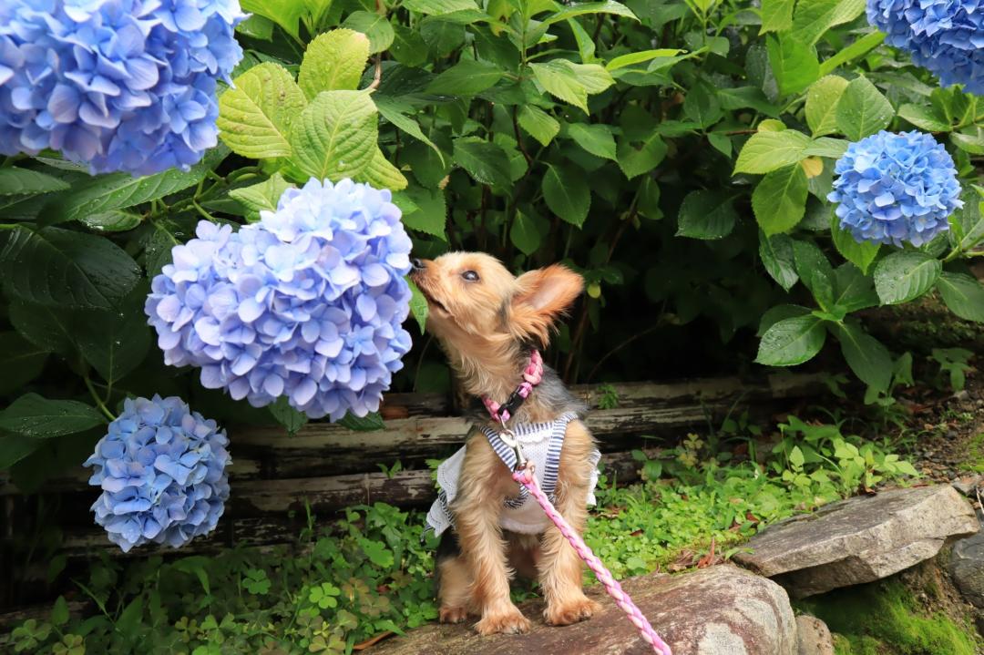 ハートの紫陽花にチュッ