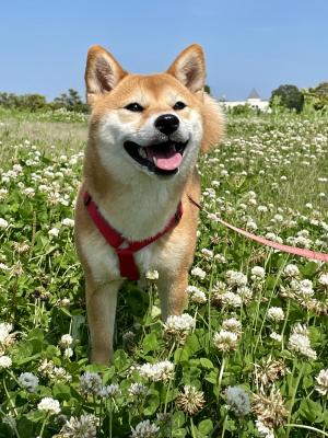 お花畑と青空