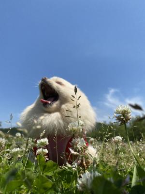 大きなあくび