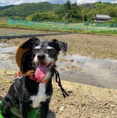 田舎暮らしのピクニック