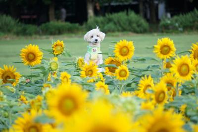 ひまわりの中で