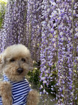 藤の花とぼく