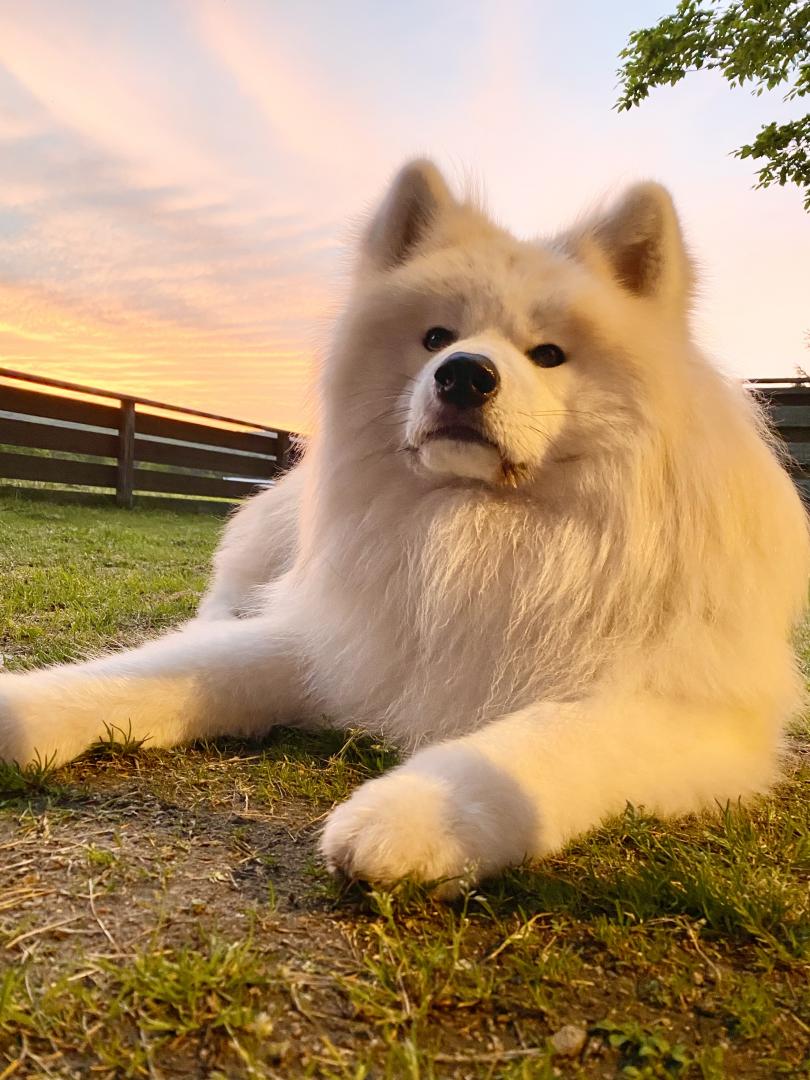 秋田犬と夕陽