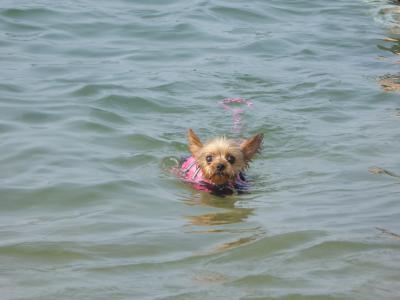 海水浴だじぇいっ