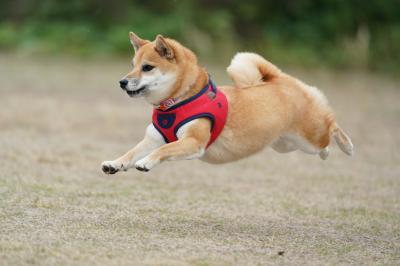 飛行犬まお