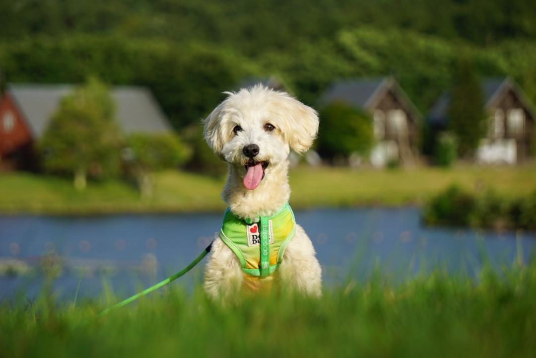 僕の夏休み