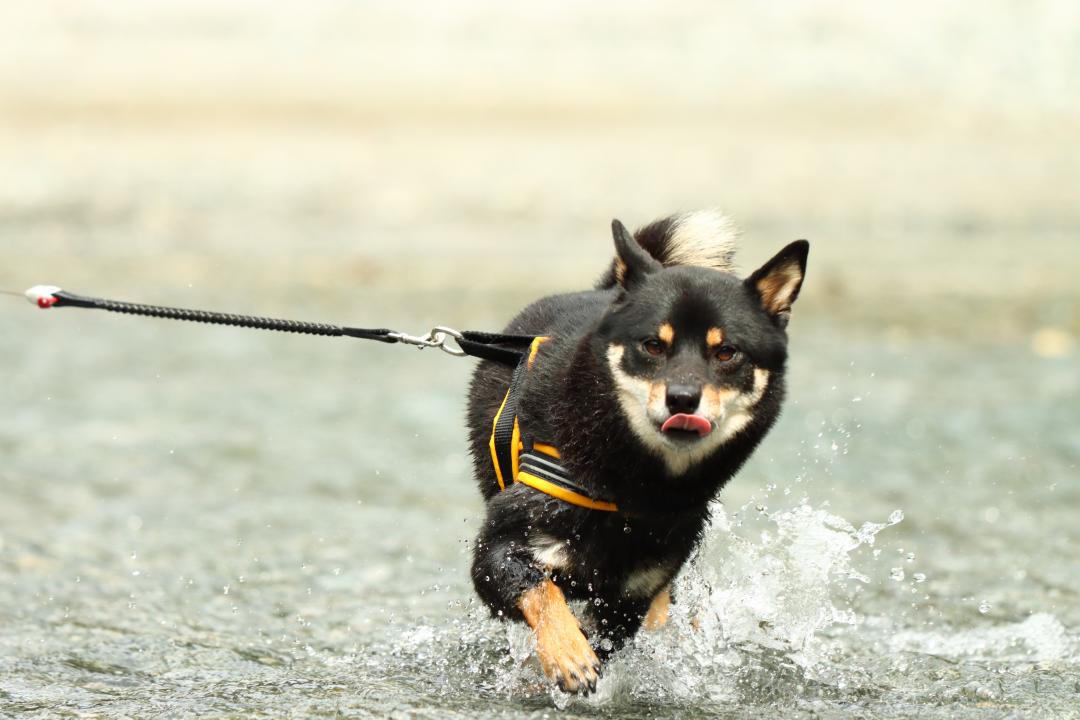 川遊びはじめ