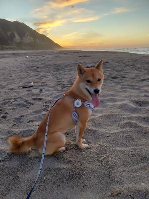 海に柴犬と朝活へ行く