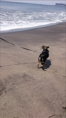 初めての海